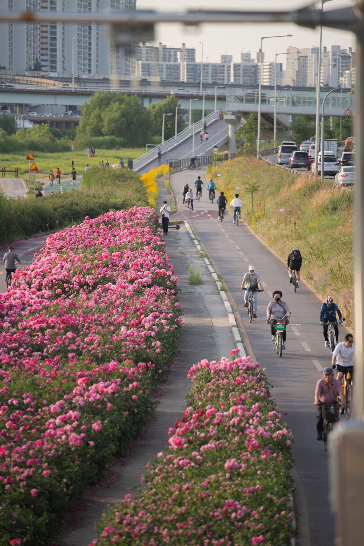 중랑천 자전거길의 명물 장미공원. 봄이면 화사한 장미꽃이 만개한다        사진제공｜서울관광재단