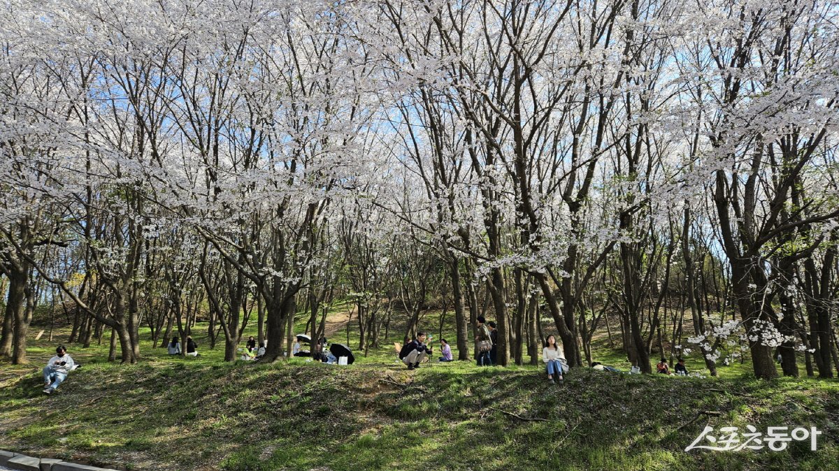 벚꽃 절정기 때의 고양둥이동산. 사진제공ㅣ고양시