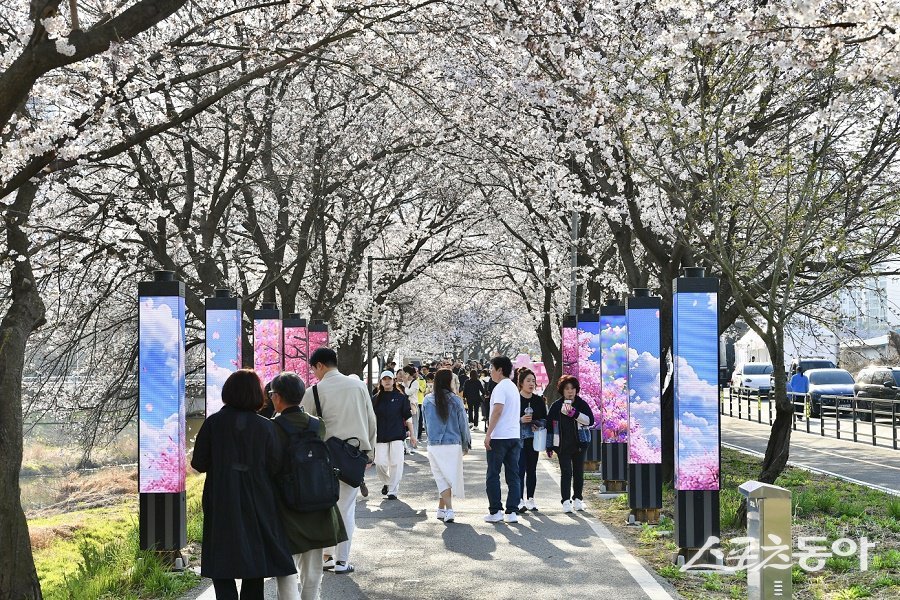김포시, 지난 12일 시민과 함께 빚나는 벚꽃이라는 주제로 ‘2025 김포 벚꽃축제’를 개최했다. 사진제공|김포시청