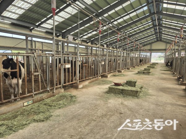 영양군에 소재한 농협중앙회 한우젖소개량사업소 종축한우와 젖소들이 대형 산불로 대피했다가 속속 원래 위치로 돌아오고 있다. 사진제공 ㅣ 경북도