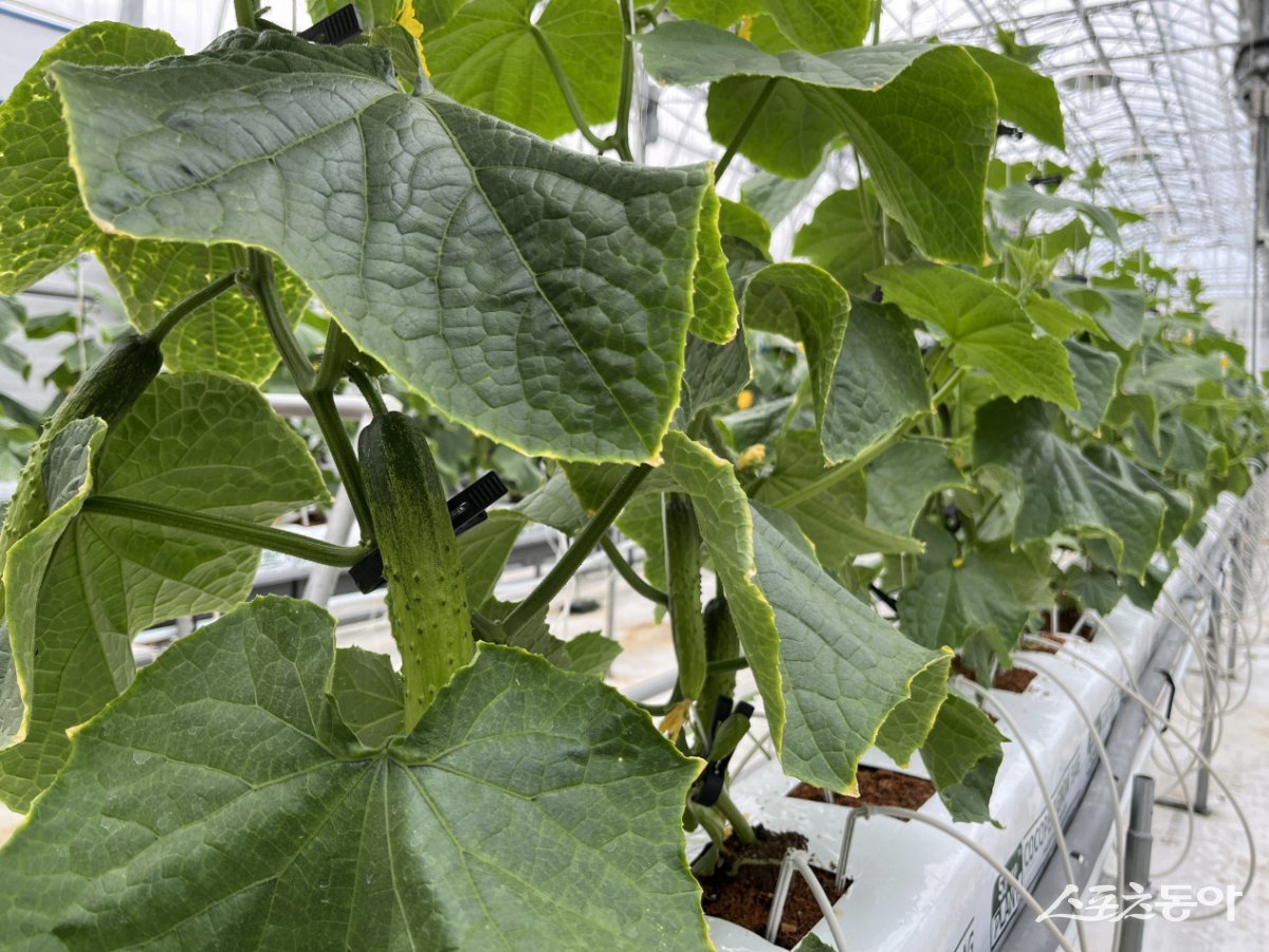 고흥군이 지난 3월 14일 정식한 오이를 양액으로 재배해, 4월 14일 첫 수확에 성공했다고 밝혔다. 사진제공=고흥