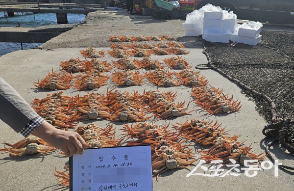 베트남 국적 선원들이 포획·유통한 암컷대게 모습. 사진제공ㅣ포항해경