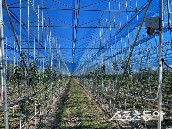 안동 노지 사과밭. 사진제공｜안동시