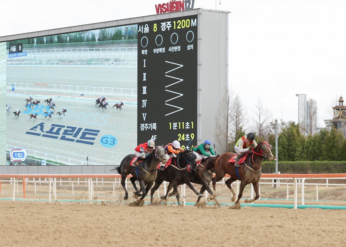 13일 ‘제33회 SBS스포츠 스프린트’서 우승한 빈체로카발로와 조재로 기수(4번, 검은색 모자)   사진제공｜한국마사회