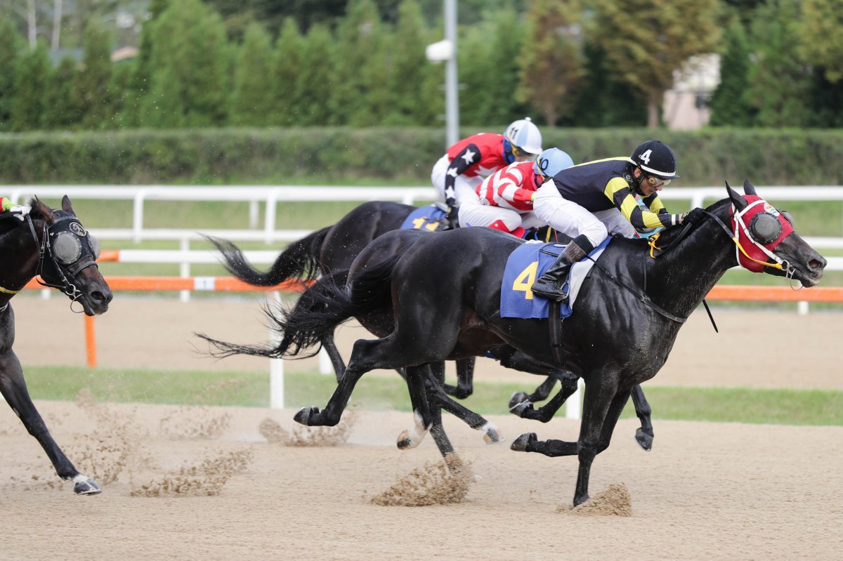 너트플레이(4번)의 2023년 ‘일간스포츠배’ 경주 모습. 뛰어난 경기력에 비해 대상경주 우승 운이 없어 일간스포츠배가 유일한 대상경주 우승 경험이다             사진제공｜한국마사회