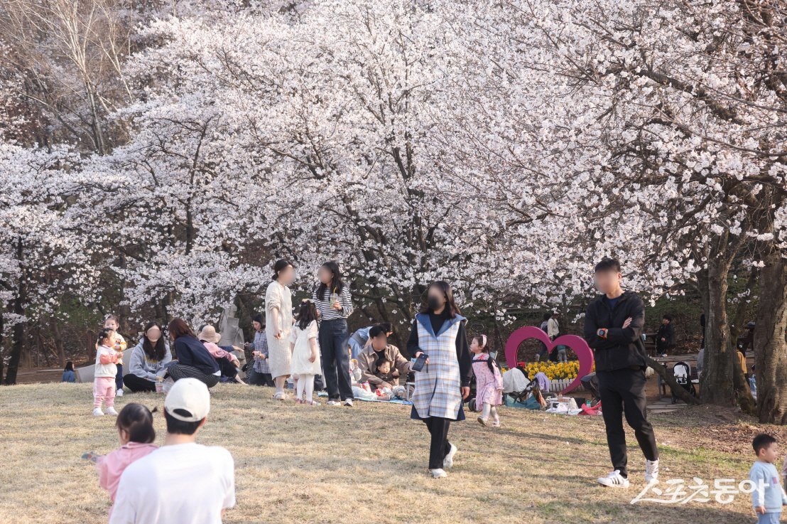 지난 16일, 의왕시청 주변을 화려하게 수놓은 벚꽃이 만개해 시민들의 발길을 사로잡고 있다. 사진제공｜의왕시