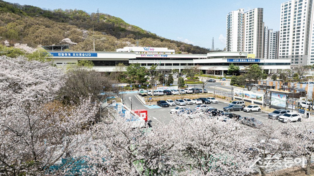 지난 16일, 의왕시청 주변을 화려하게 수놓은 벚꽃이 만개해 시민들의 발길을 사로잡고 있다. 사진제공｜의왕시