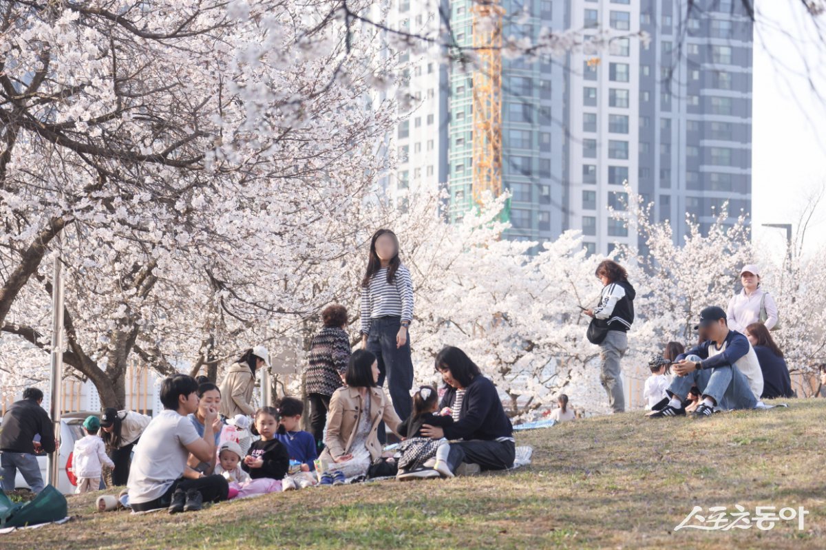 지난 16일, 의왕시청 주변을 화려하게 수놓은 벚꽃이 만개해 시민들의 발길을 사로잡고 있다. 사진제공｜의왕시