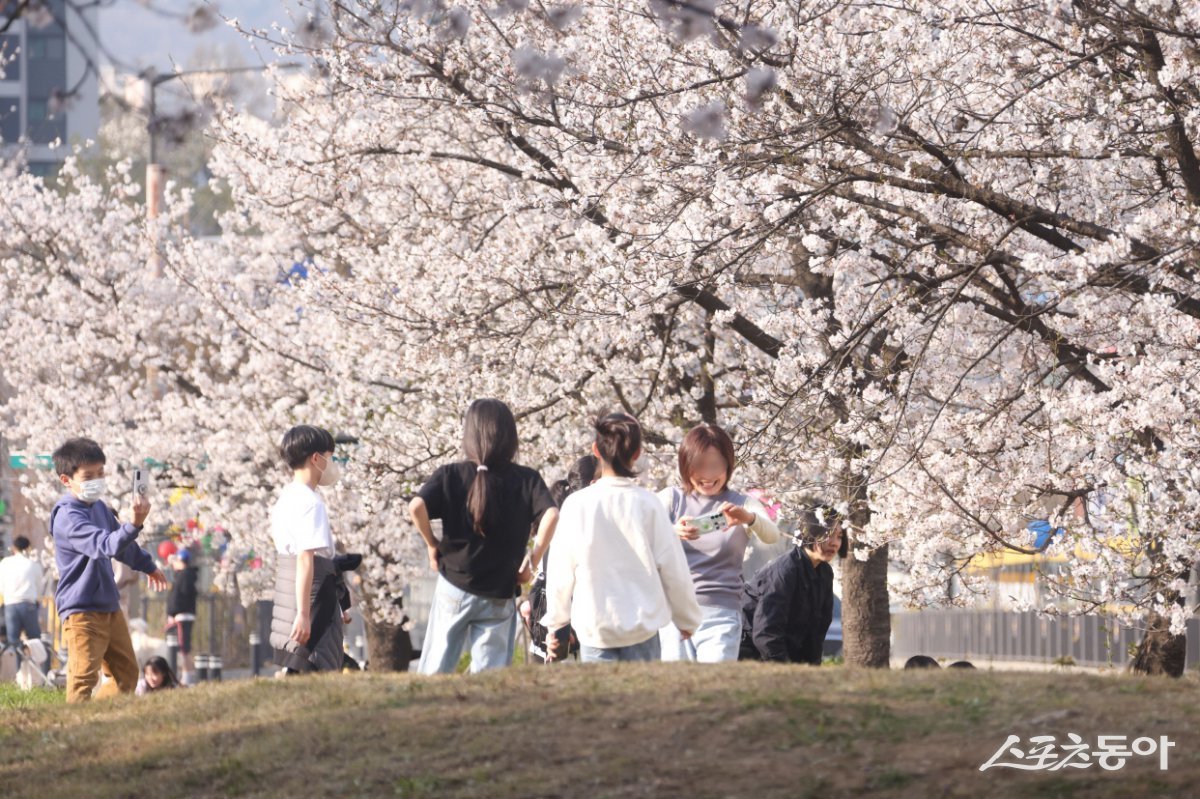 지난 16일, 의왕시청 주변을 화려하게 수놓은 벚꽃이 만개해 시민들의 발길을 사로잡고 있다. 사진제공｜의왕시