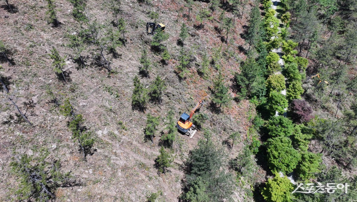 완도군 고금면 청용리에서 조림지 정리 작업을 하는 모습. 사진제공=완도군