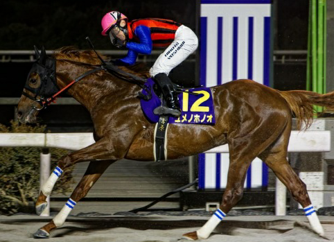 유메노호노오           사진제공｜일본지방경마(NAR)