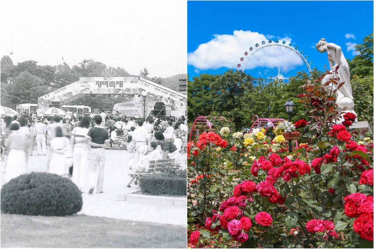 에버랜드 장미축제 1985년 1회 행사 모습과 최근 장미축제 현장        사진제공｜에버랜드