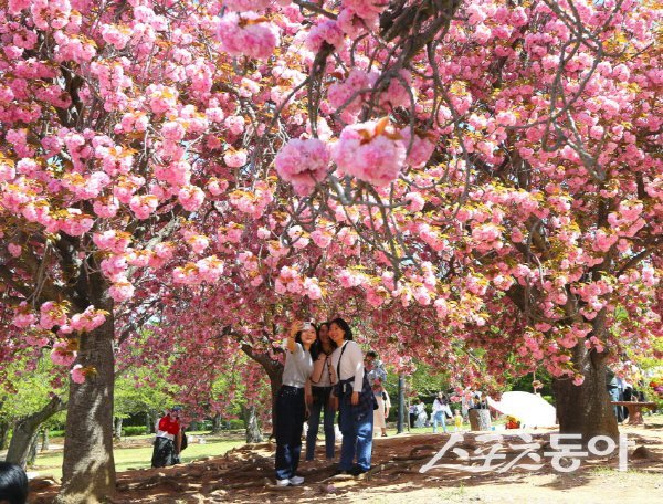 경주 불국사 공원 일대에 겹벚꽃이 만발해 관광객들이 즐기고 있다. 사진제공 ㅣ 경주시