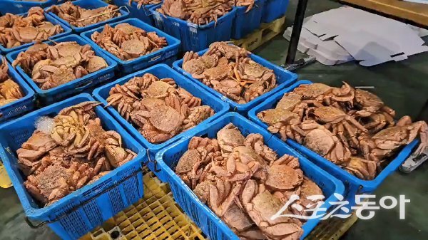 국내로 몰래 들여온 러시아산 털게 모습. 사진제공ㅣ포항해양경찰서