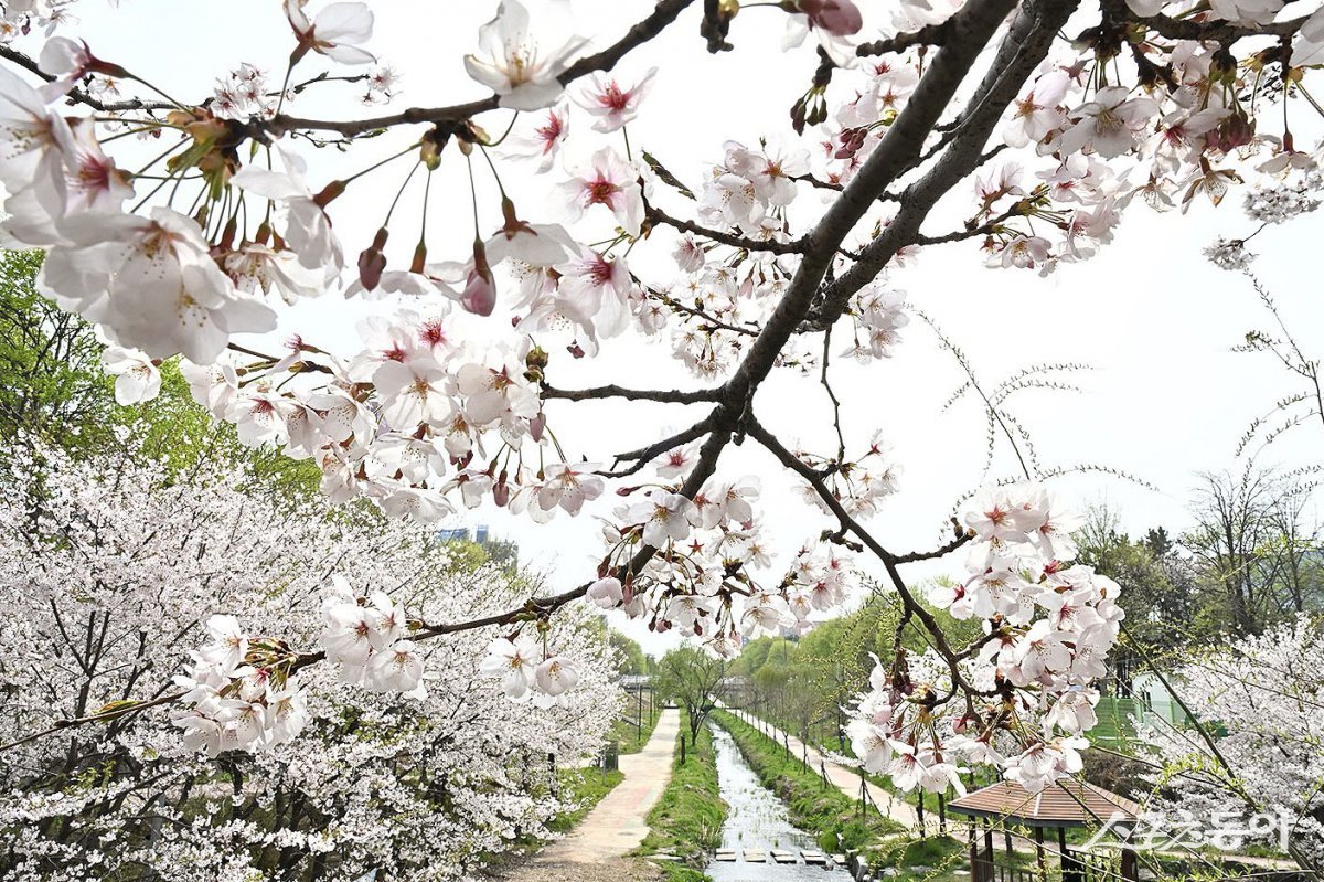시흥시 군자로 전경. 사진제공|시흥시