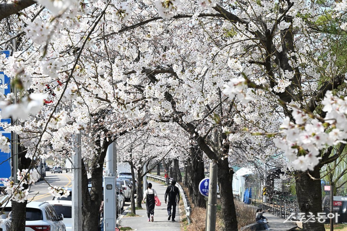시흥시 연꽃테마파크. 사진제공|시흥시