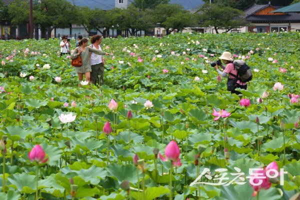 경주 동궁과 월지 연꽃단지에서 관광객들이 사진 촬영을 하며 즐기고 있다. 사진제공 ㅣ 경주시