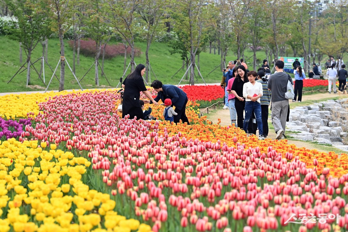 하남시 미사경정공원·호수공원, 겹벚꽃과 튤립으로 물든 도심 속 봄 명소 전경. 사진제공|하남시