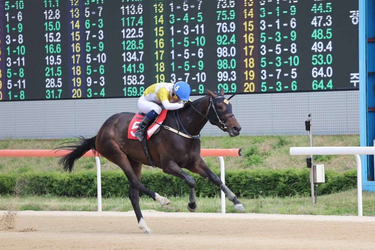 지난해 퀸즈투어 F/W 시리즈의 최우수마로 올해 ‘뚝섬배’에서 즐거운여정의 대항마로 꼽히는 원더풀슬루    사진제공｜국민체육잔훙공단