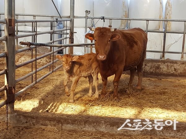 영주시 수정란이식 출생송아지의 모습. 사진제공|영주시