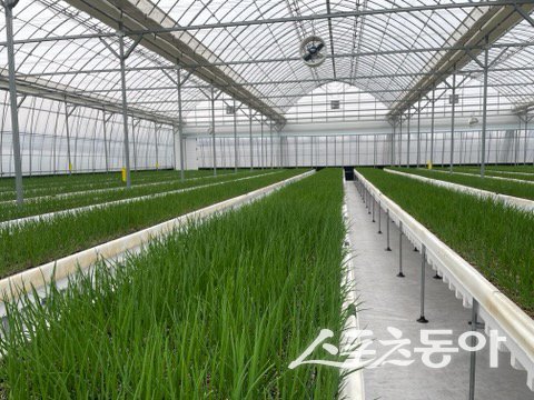 충남도 농업기술원은 스마트팜 재배 작목 확대와 농업인 고소득 증대를 위해 전국 최대 규모의 쪽파 수경재배 광역화 단지 조성 사업을 본격적으로 추진한다(쪽파 수경재배). 사진제공|충남도