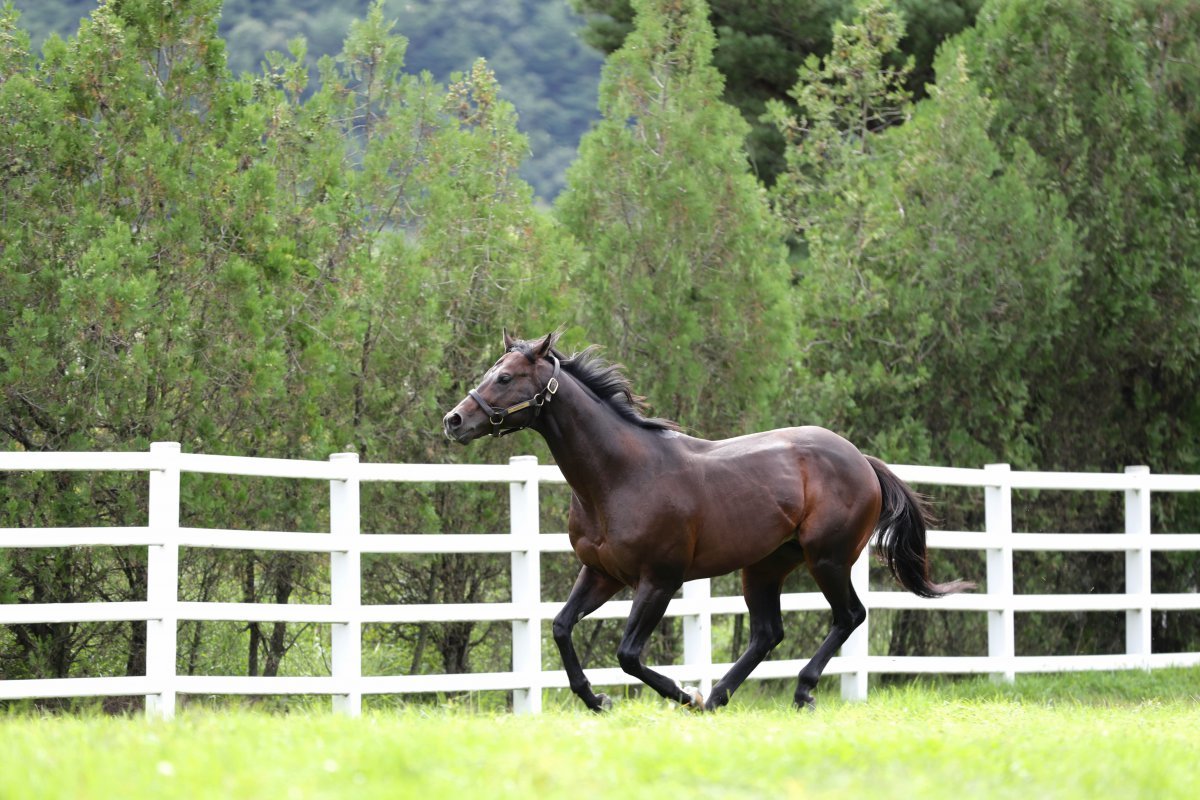 국내 농가서 사육중인 승용마 사진제공|한국마사회