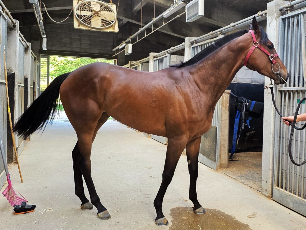오늘도스마일. 최근 4연승을 거두며 상승세이지만 1800m 출전경험이 없는 것이 변수다        사진제공｜한국마사회