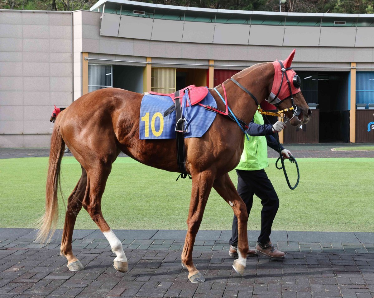 라임트리. 선입과 추입이 모두 가능해 경주 전개 상황에 따라 막판까지 다양한 전술을 구사할 수 있다    사진제공｜한국마사회