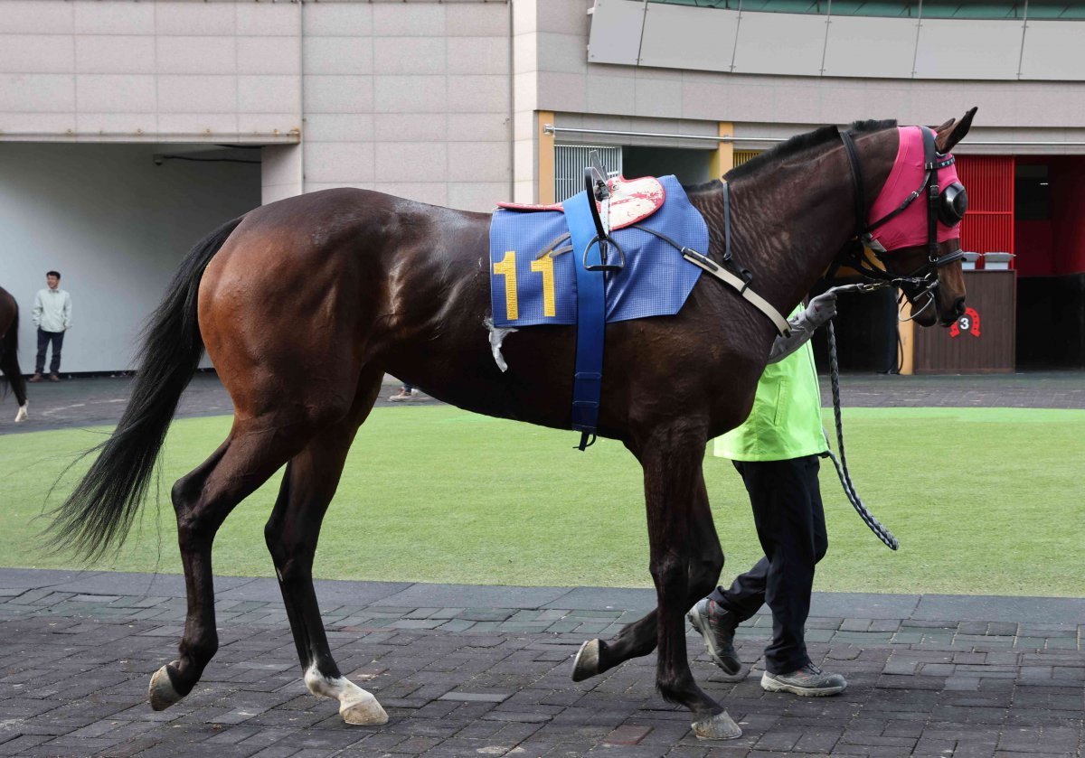 보령라이트퀸. 암말답지 않은 거구로 출전마 중 유일하게 마체중 500kg를 넘나드는 마체다   사진제공｜한국마사회