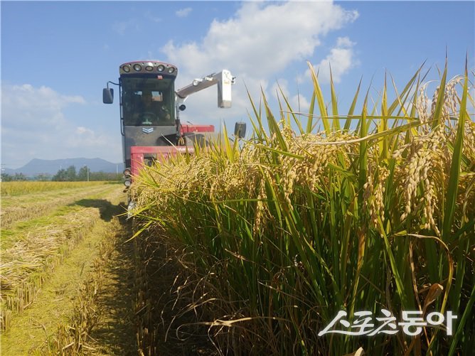 부산 쌀 특화 품종으로 육성 중인 ‘황금예찬’ 수확 모습. (사진제공=부산시 농업기술센터)