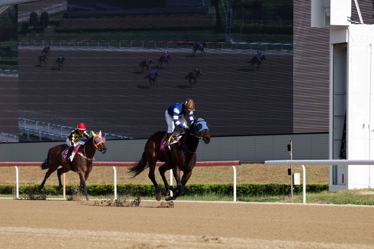 4일 렛츠런파크 부산경남에서 열린 ‘제26회 코리안오크스 대상경주’서 판타스틱밸류의 결승선 통과 모습. 오늘도스마일과 치열한 접전을 펼친 끝에 5마신차 역전승을 했다 사진제공 |한국마사회