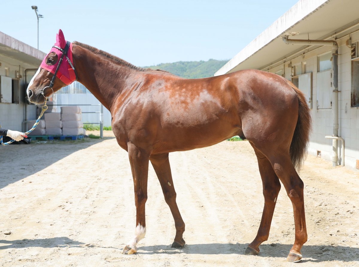 이클립스더킹. 지난해 12월부터 연승 행진 중이다. 1800m 최고기록이 오아시스블루보다도 빠르다   사진제공 ｜한국마사회