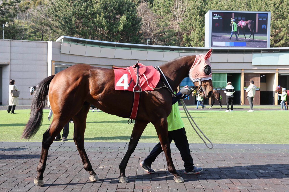 마이드림데이. 트리플 크라운 시리즈 첫 경주 ‘KRA컵 마일’(G2)서 오아이스블루에 이어 준우승을 했다 사진제공 ｜한국마사회