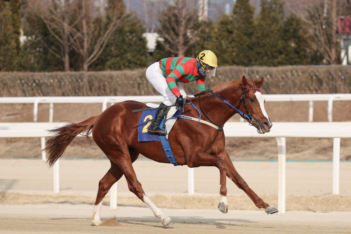 찬페이머스.   2월 ‘스포츠서울배’에서 놀라운 추입력을 발휘해 깜짝 우승을 했다                   사진제공 ｜한국마사회