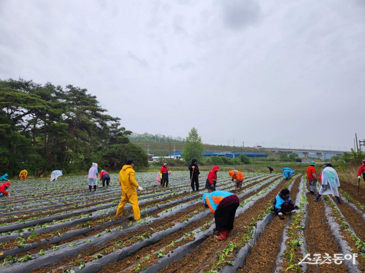 화산면 새마을지도자 및 부녀회원들이 행복나눔용 고구마를 심고 있다.  사진제공 ㅣ 영천시