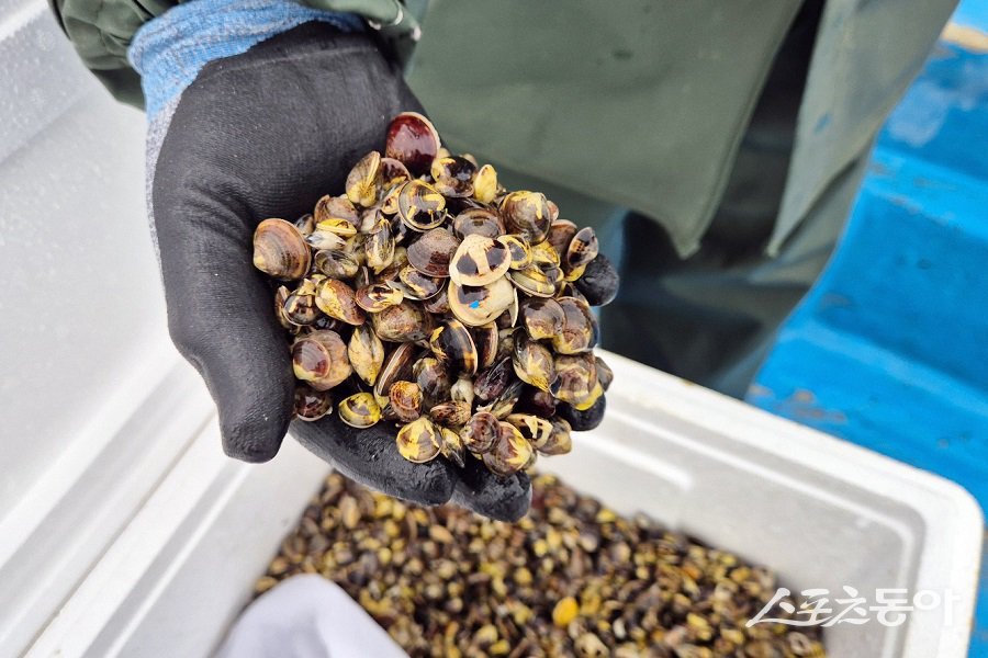 옹진군, 북도·덕적·자월면 면허어장 내 백합과 가무락 종자 81만 마리를 살포했다. 사진제공|옹진군청