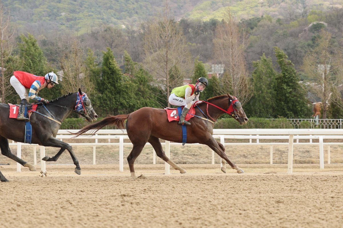 빈체로카발로. 시리즈 석권을 노리는 강력한 우승후보다. 사진은 스프린터 시리즈 두 번째 경주인 ‘SBS스포츠 스프린트’에서 우승할 때 모습이다 사진제공|한국마사회