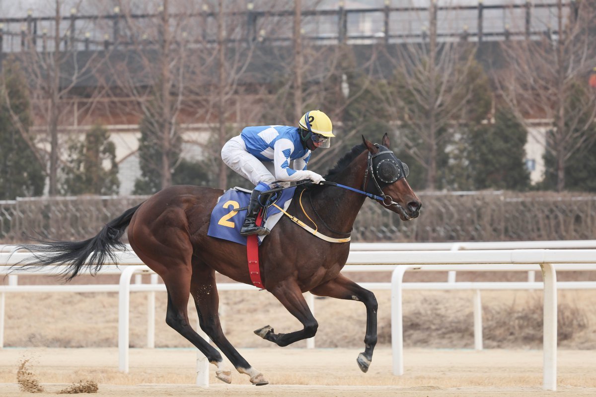 크라운함성. 이번 경주 출전마 중 유일한 암말이다. 빠른 스타트를 주무기로 하는 단거리 특화 경주마다 사진제공|한국마사회