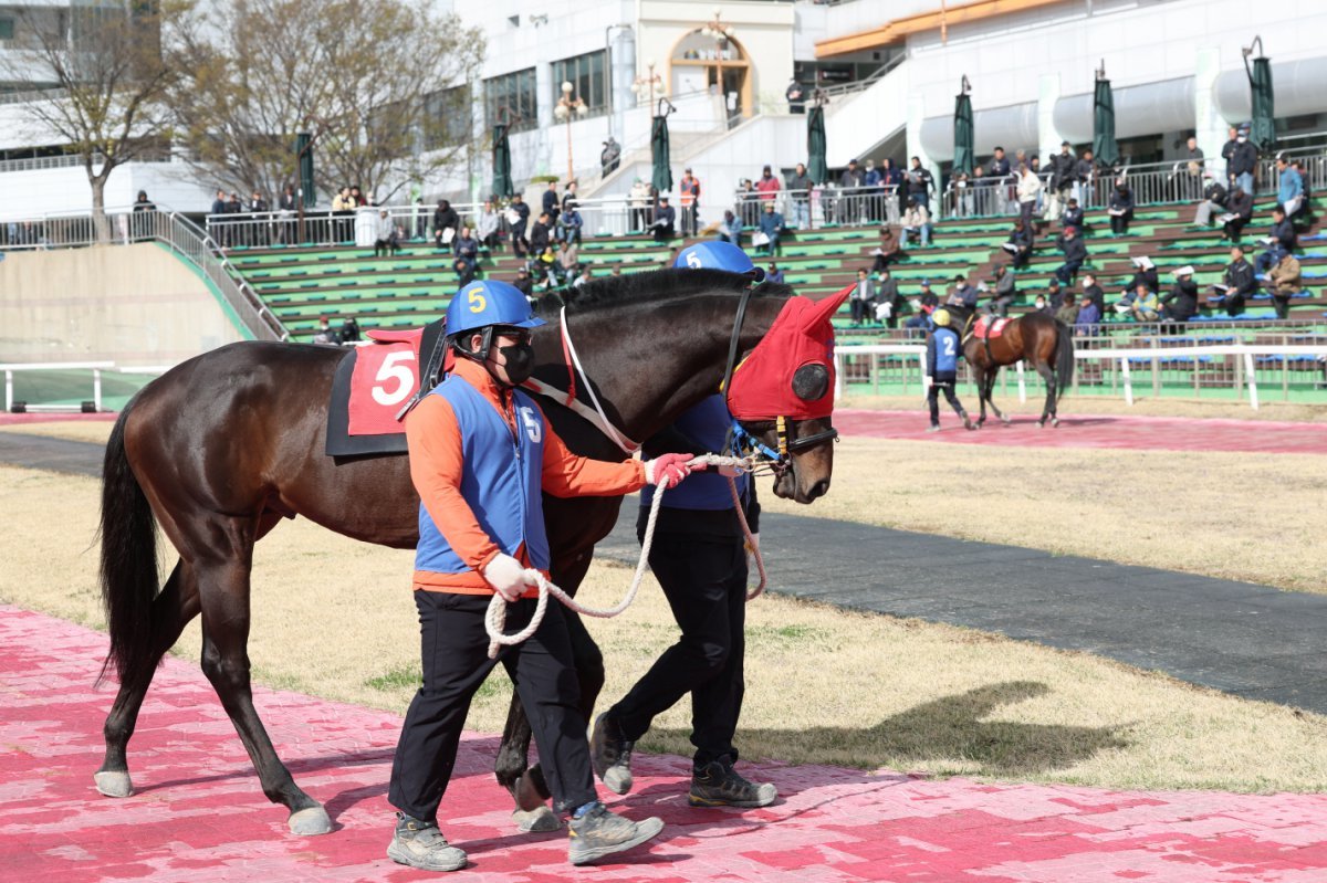 블랙맘바. 꾸준히 안정적인 기량을 보여주고 있으며 1200m 평균기록도 1분12초0으로 출전마들 중 가장 높다 사진제공|한국마사회