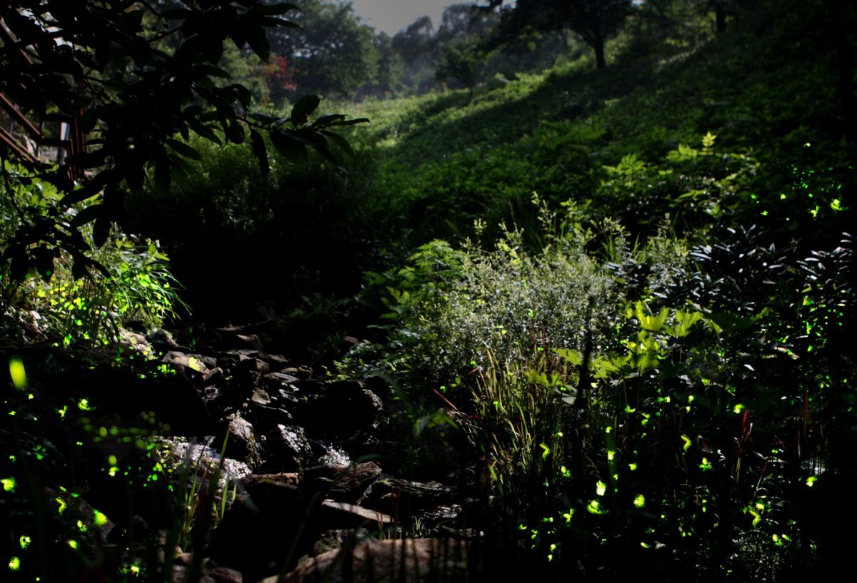 사진제공|화담숲