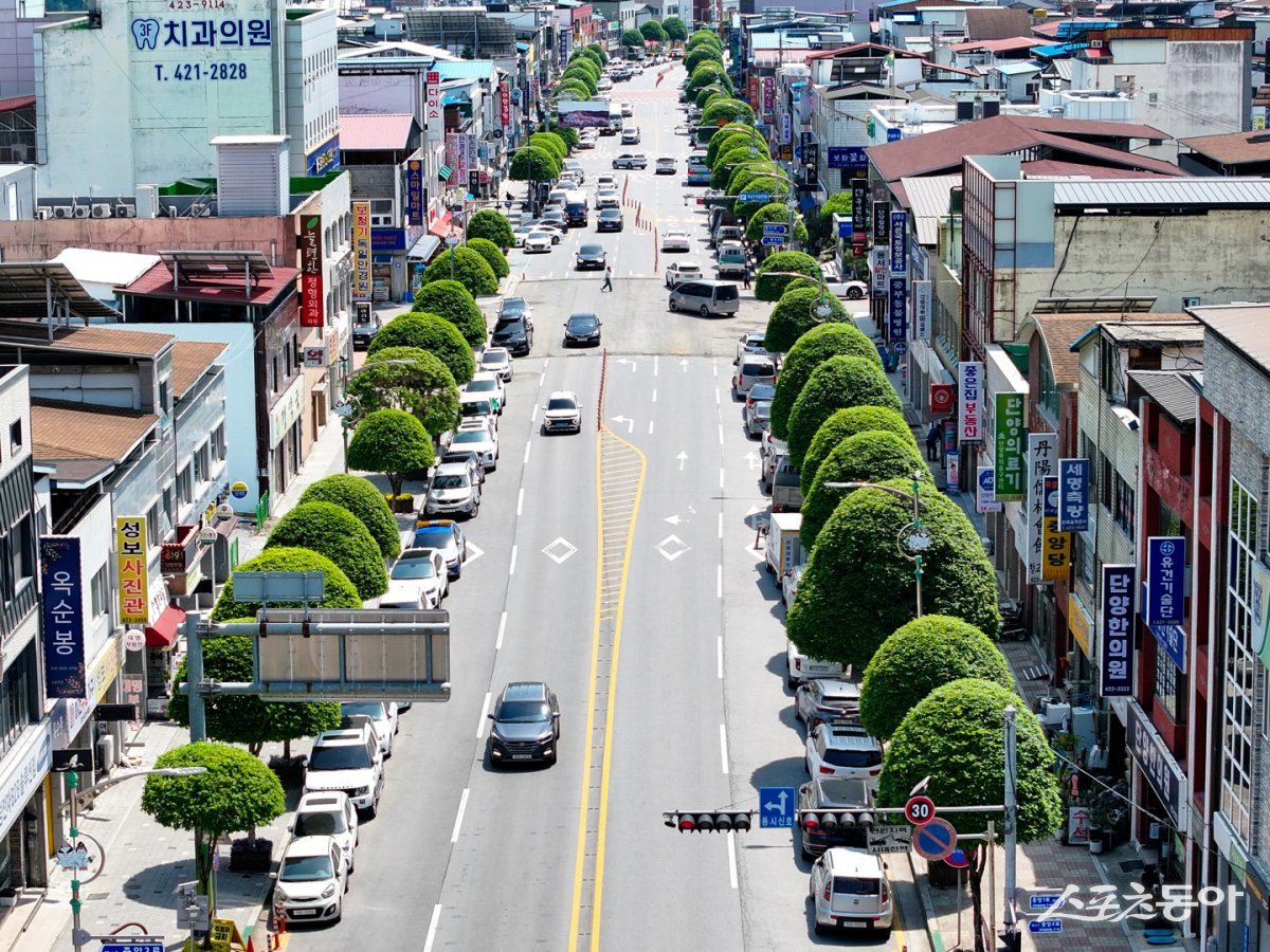 초여름의 신록이 물든 5월, 충북 단양군(군수 김문근)의 ‘복자기 가로수길’이 전국 관광객들 사이에서 핫한 명소로 떠오르고 있다(복자기 가로수길). 사진제공|단양군