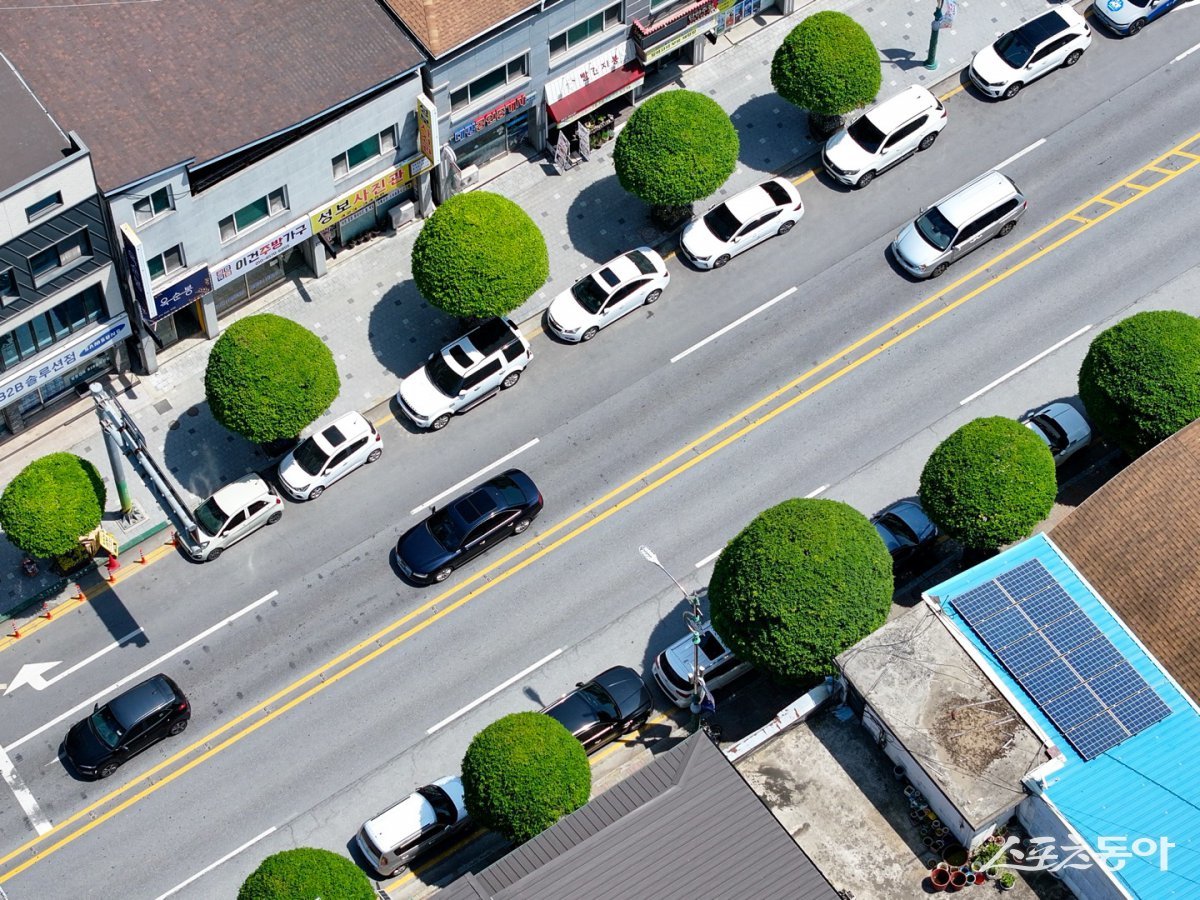 초여름의 신록이 물든 5월, 충북 단양군(군수 김문근)의 ‘복자기 가로수길’이 전국 관광객들 사이에서 핫한 명소로 떠오르고 있다(복자기 가로수길). 사진제공|단양군