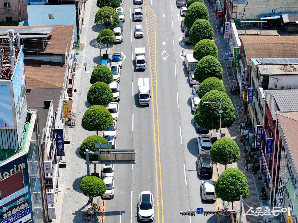 초여름의 신록이 물든 5월, 충북 단양군(군수 김문근)의 ‘복자기 가로수길’이 전국 관광객들 사이에서 핫한 명소로 떠오르고 있다(복자기 가로수길). 사진제공|단양군