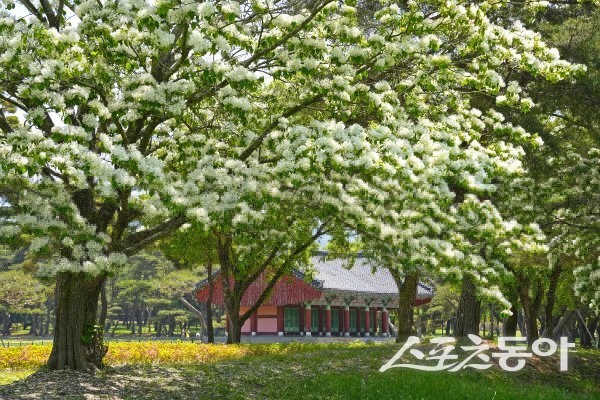 경주 황리단길 인근 오릉 일대에 하얗게 피어난 이팝나무꽃이 장관을 이루고 있다. 사진제공 ㅣ 경주시