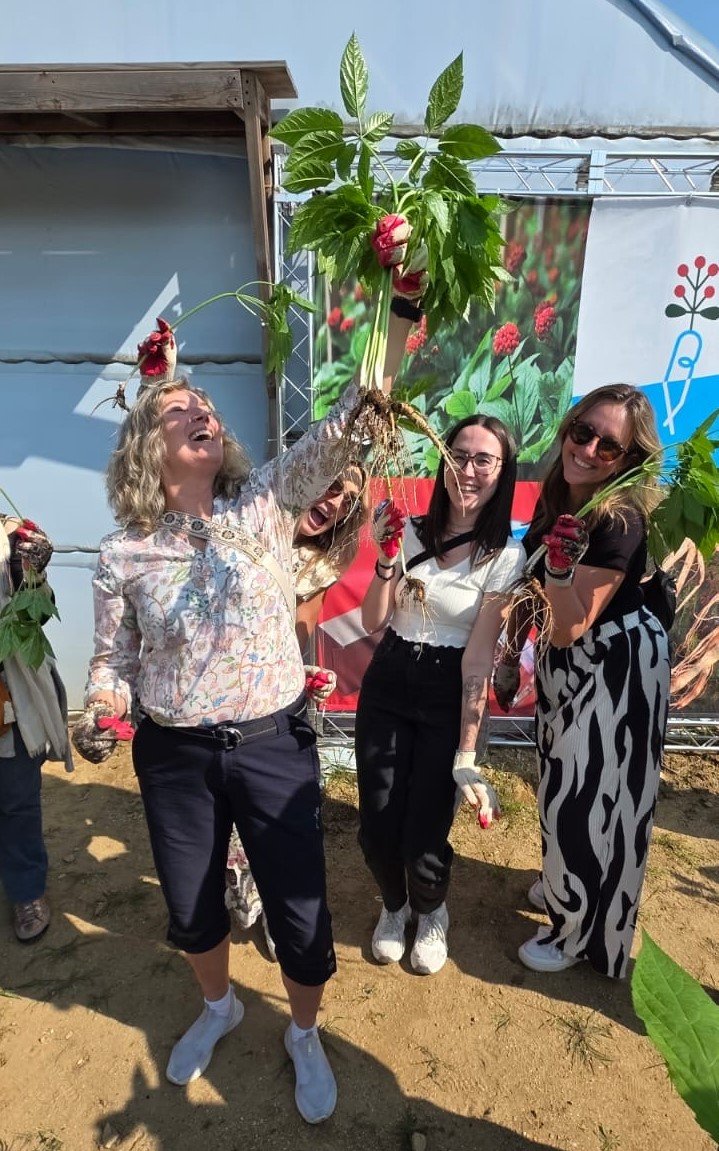 인삼캐기 체험에 참가한 해외 여행업계 관계자           사진제공 ｜한국관광공사