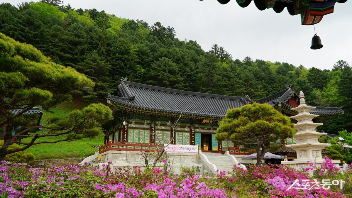 5월 봄비가 내릴 때 찾은 오대산의 천년 고찰 상원사. 대표적인 선원 도량으로 고즈넉한 분위기가 화사하게 핀 봄꽃과 어우러져 고아한 정취를 자아낸다 평창·영월|김재범 기자 oldfield@donga.com