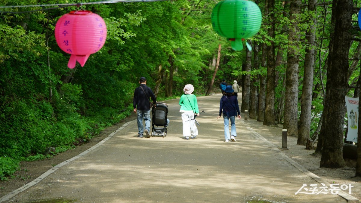 월정사 초입의 전나무숲길. 드라마 ‘도깨비’ 촬영지로 유명해진 산책 명소이다 평창·영월|김재범 기자 oldfield@donga.com
