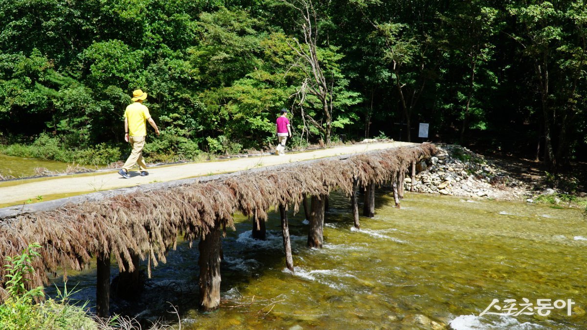 오대산 선재길의 명물인 섭다리. 선재길은 월정사에서 시작해 동피골을 거쳐 상원사까지 이어지는 10km 구간으로 대부분이 평지여서 부담 없이 걷기 좋다 평창·영월|김재범 기자 oldfield@donga.com