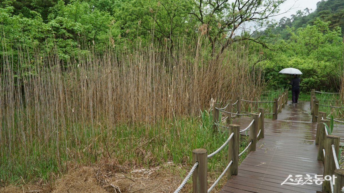 영월의 물무리골생태공원. 단종의 묘 장릉 옆에 있는데 강원 고생대 국가지질공원 중 하나인 내륙습지로 희귀식물과 다양한 야생동물이 서식하는 생태계의 보고다 평창·영월|김재범 기자 oldfield@donga.com