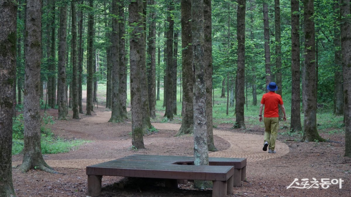 물무리골생태공원에 있는 전나무 숲길. 걷다 쉬어가도록 나무 그늘에 평상도 있어 장릉 방문길에 산책하기 좋다 평창·영월|김재범 기자 oldfield@donga.com
